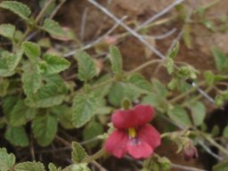 Jamesbrittenia breviflora leaves